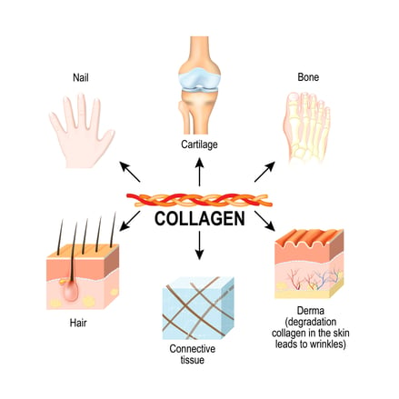 Collagen Uses