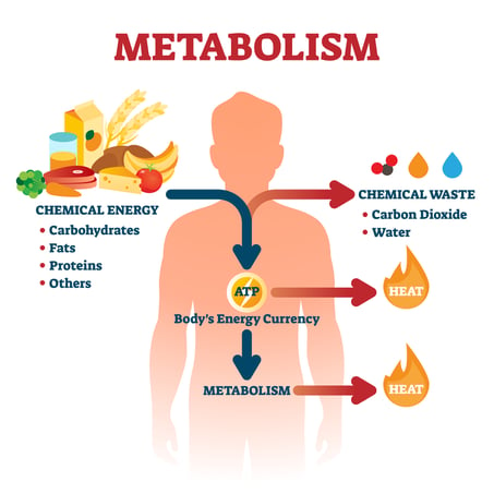 Metabolism Visual